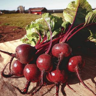 Red Ace Beet Thumbnail